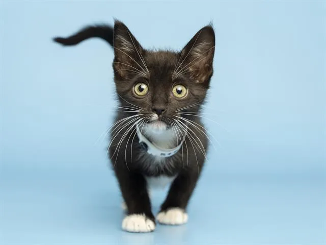 A baby small-sized female Domestic Short Hair cat named Empress for adoption in Phoenix, AZ