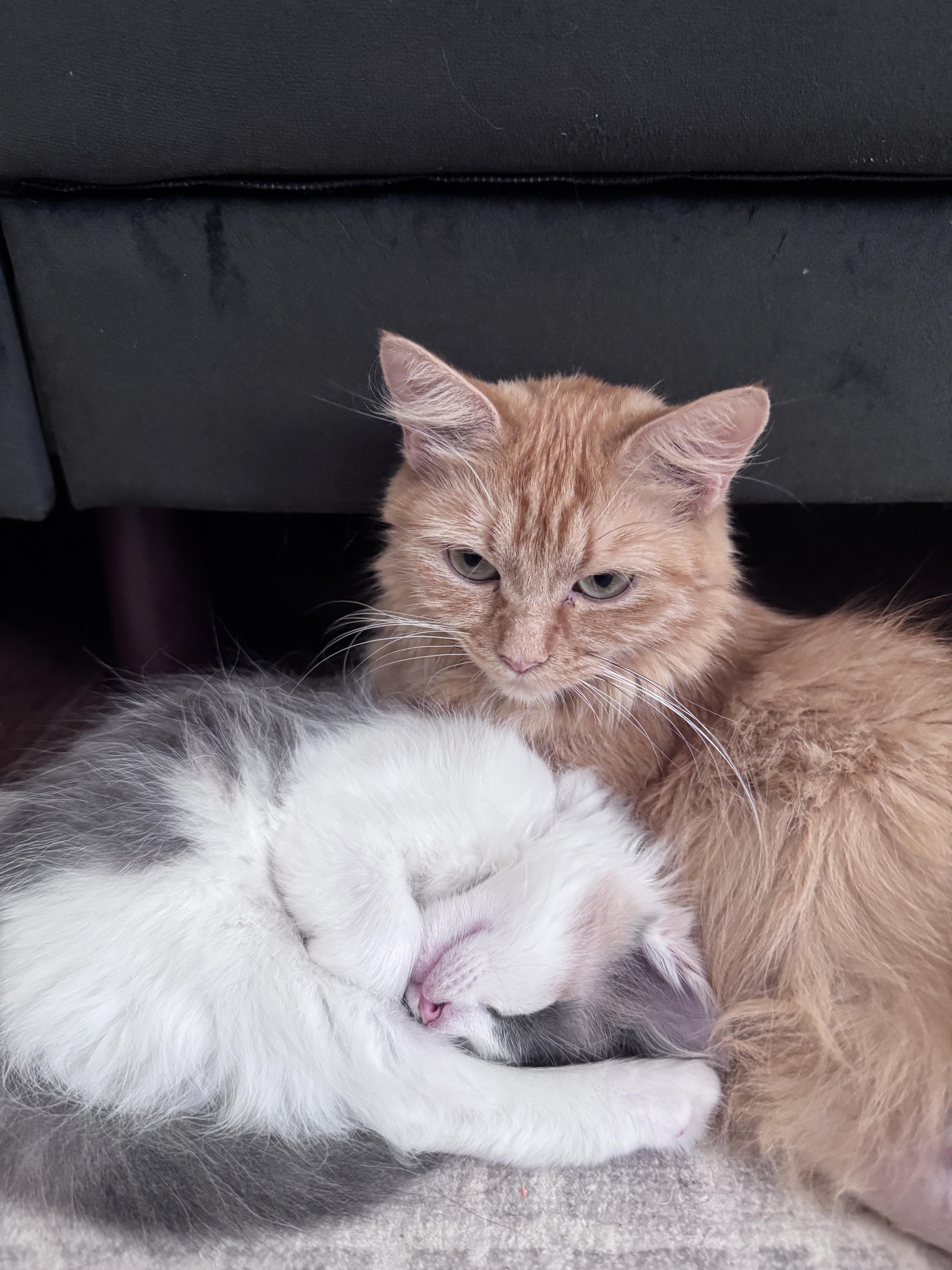 A young medium-sized female Orange / Red Domestic Long Hair cat named Honey for adoption in Pittsboro, NC