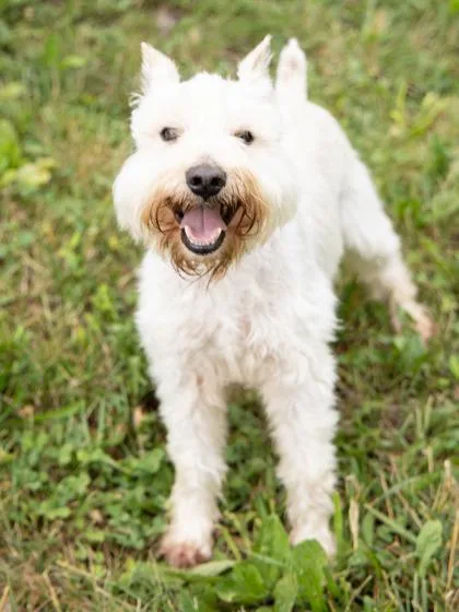 An adult small-sized male Miniature Schnauzer dog named Rocket for adoption in Blue Springs, MO