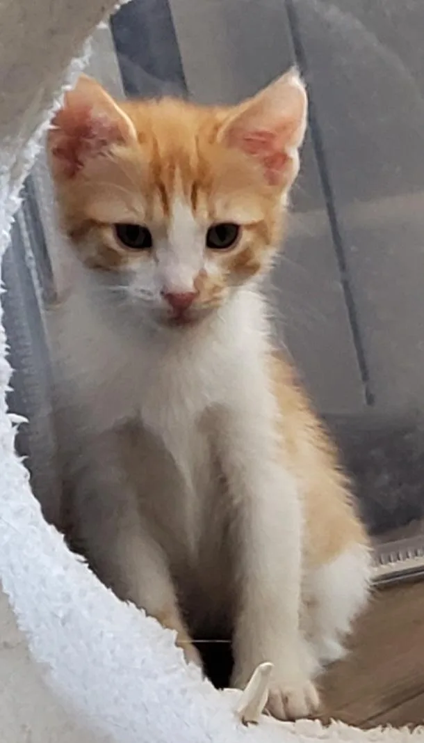 A young medium-sized male American Shorthair cat named Mandarin for adoption in Carlsbad, CA