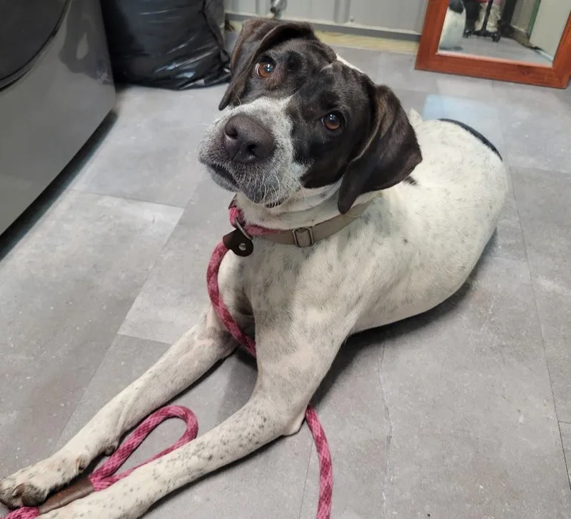 A young large-sized female Black English Pointer dog named Cookie for adoption in Lisbon, OH
