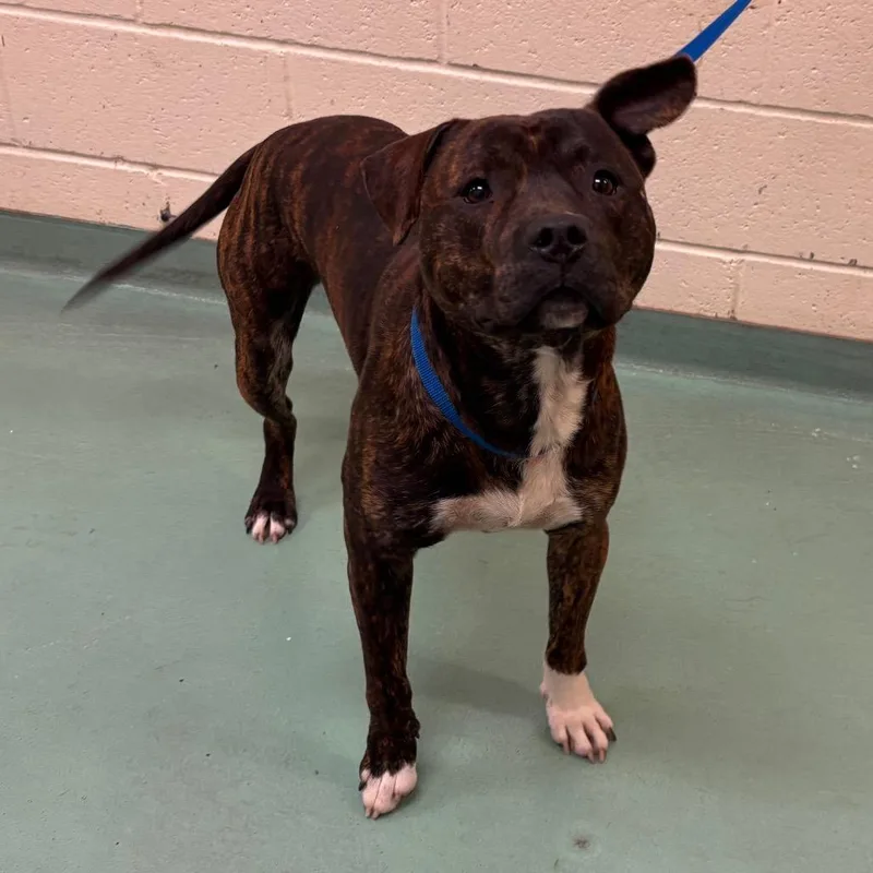 An adult medium-sized male Brindle Mixed Breed dog named Otis for adoption in Memphis, TN