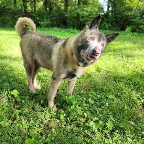 An adult large-sized female Brindle Akita dog named Sade for adoption in Brentwood, TN