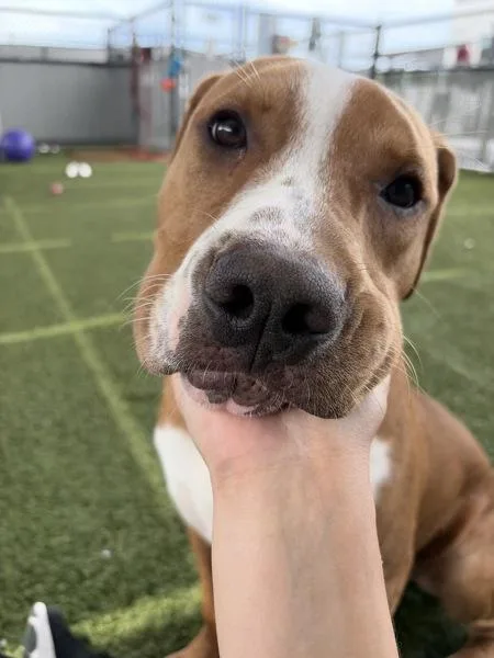 A young large-sized male Pit Bull Terrier dog named Red for adoption in San Diego, CA