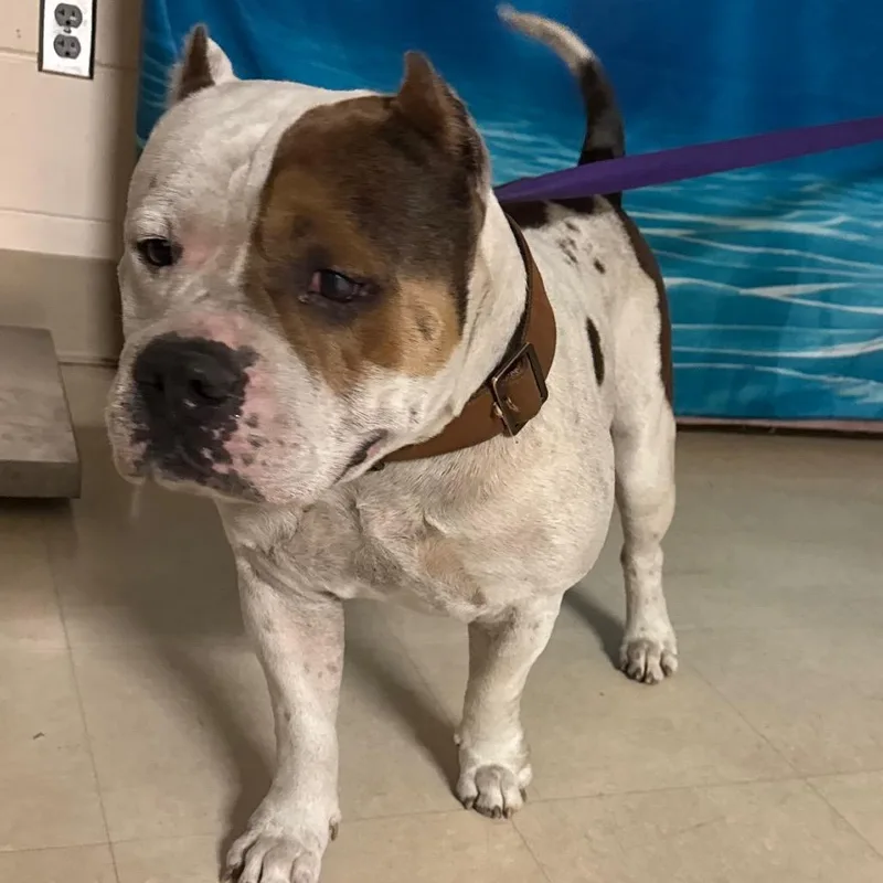 An adult large-sized male White / Cream Mixed Breed dog named Gucci for adoption in Lake Panasoffkee, FL
