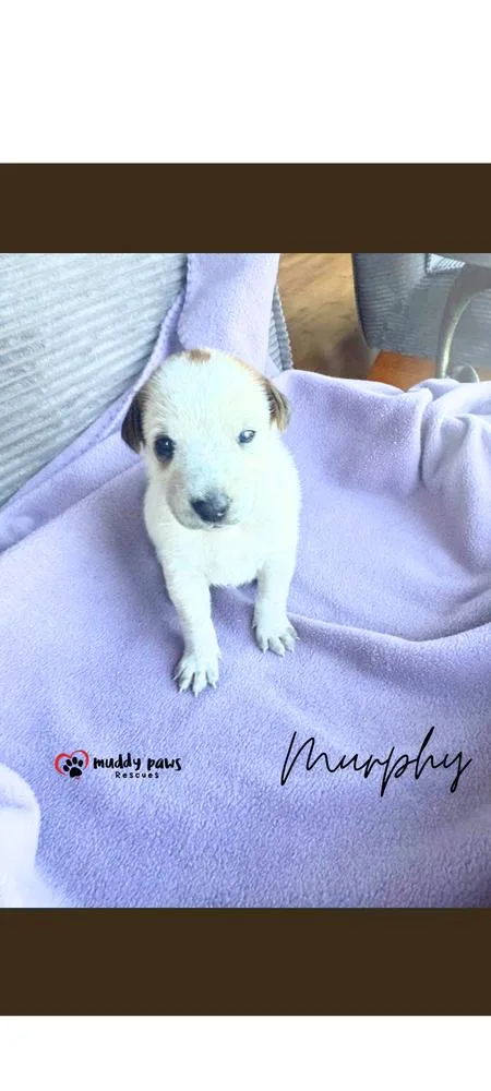 Cassie's Crew:  Murphy