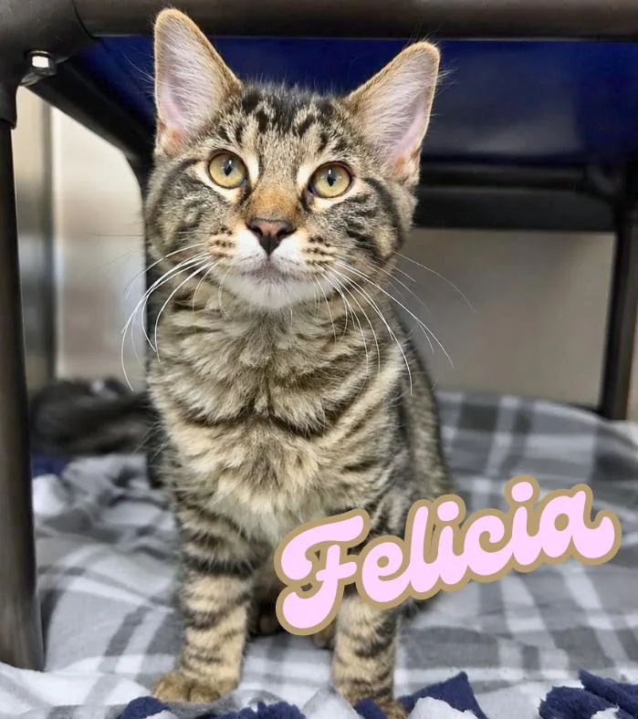 Felicia