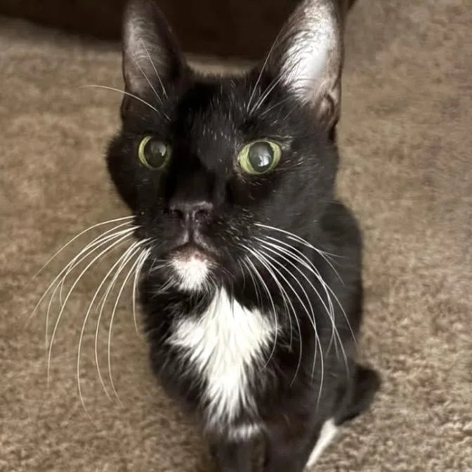 A senior medium-sized male Black Domestic Short Hair cat named Riot for adoption in Wheeling, IL