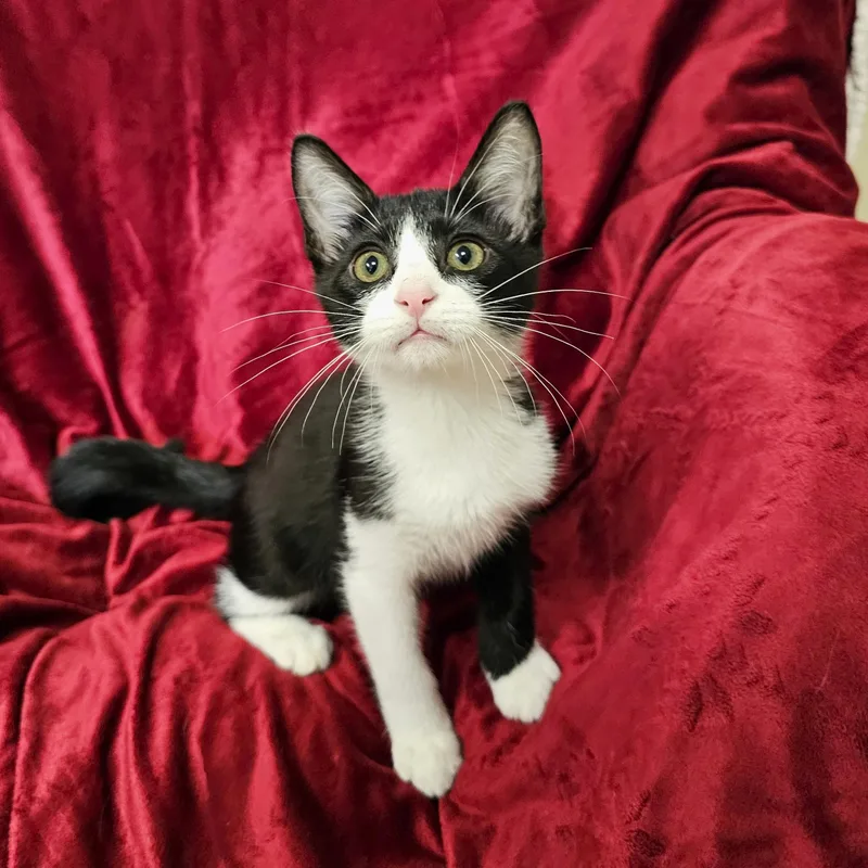 A baby medium-sized male Domestic Short Hair cat named Phantom for adoption in Searcy, AR