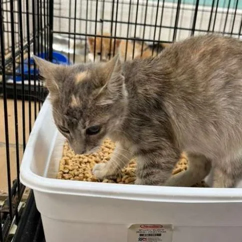 A baby small-sized male Brown / Chocolate Domestic Short Hair cat named Toad for adoption in Gadsden, AL