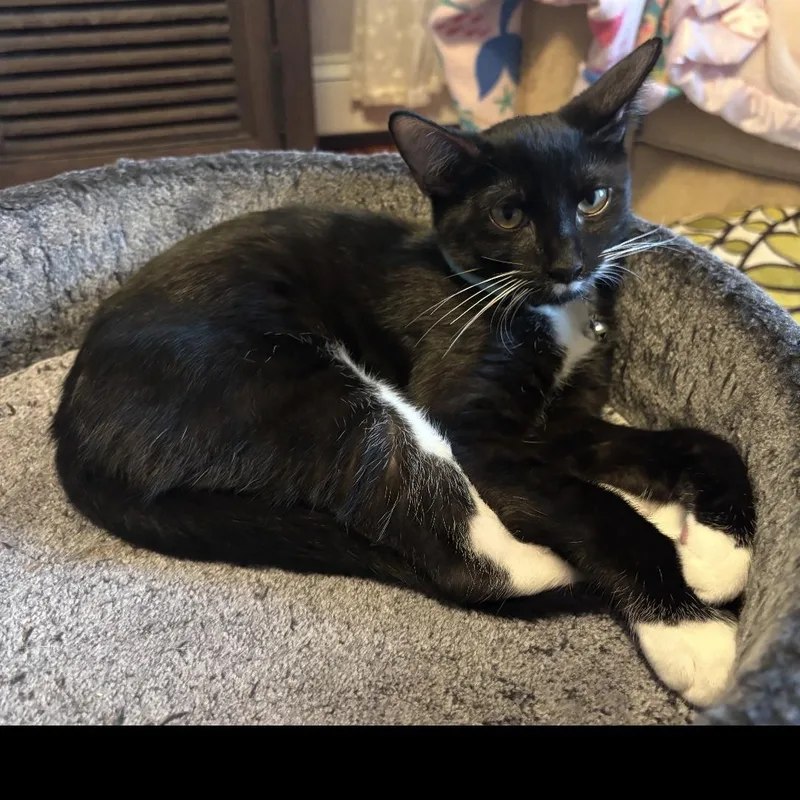 A baby medium-sized male Domestic Short Hair cat named Pierre & Jean for adoption in Bronx, NY