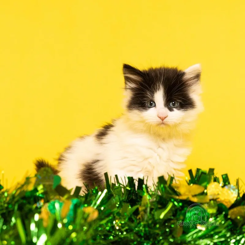 A baby small-sized female Black Domestic Short Hair cat named Waddle's Kerry for adoption in Chantilly, VA