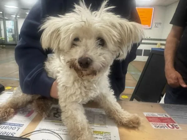 A senior small-sized male Maltese dog named Jean for adoption in Van Nuys, CA