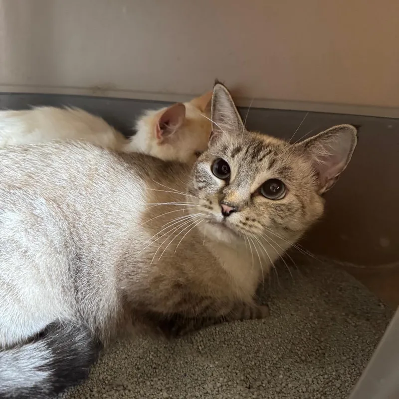 An adult medium-sized female White Domestic Short Hair cat named Gale for adoption in Fredericksburg, TX