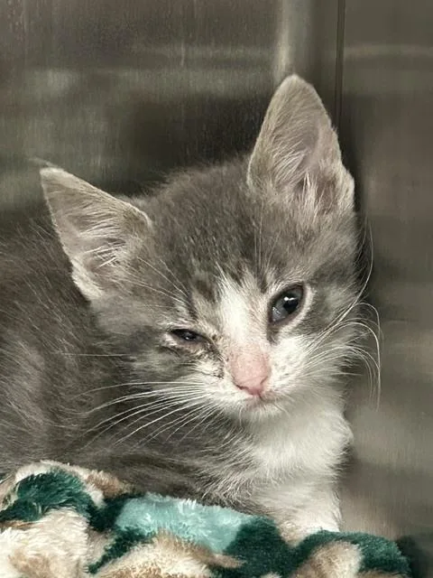 A baby small-sized female Domestic Short Hair cat named Wanda for adoption in Muskegon, MI