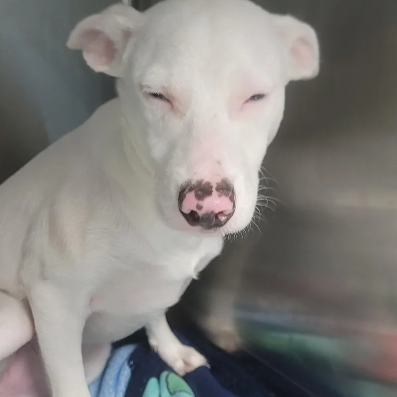 A young medium-sized male White / Cream Mixed Breed dog named Lucky for adoption in LOXAHATCHEE, FL