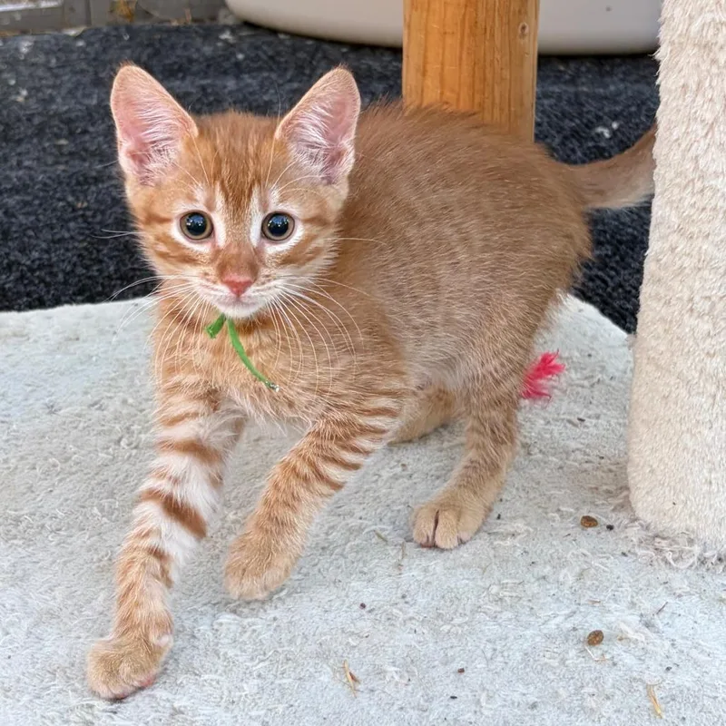 A baby small-sized male Orange / Red Domestic Short Hair cat named Greg for adoption in Pleasanton, CA