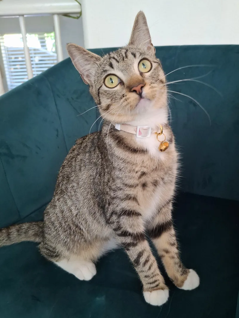 A baby small-sized female Brown / Chocolate Domestic Short Hair cat named Endor for adoption in Yorba Linda, CA