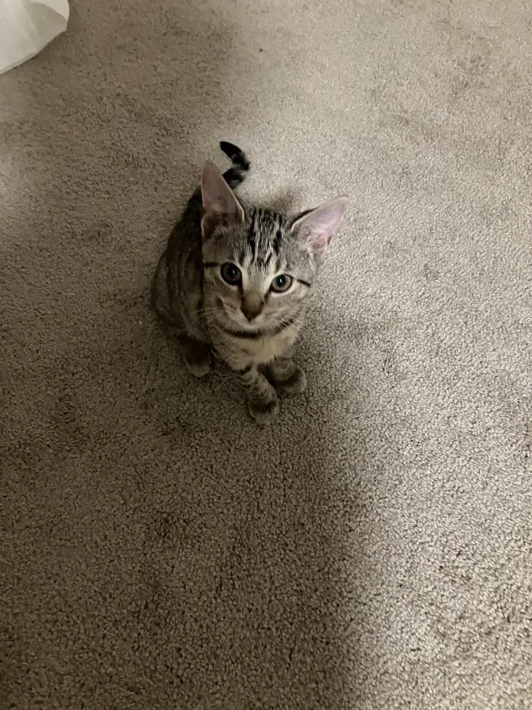 A baby small-sized female Brown / Chocolate Domestic Short Hair cat named Goblin for adoption in Hudson, NH