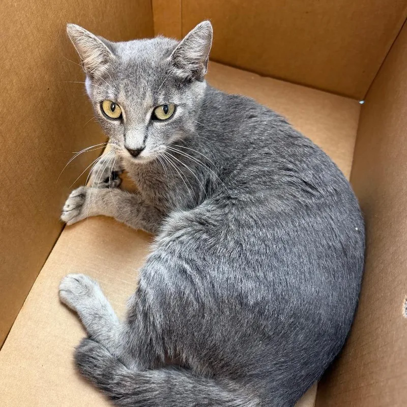 An adult medium-sized female Gray / Blue / Silver Domestic Short Hair cat named Outlaw for adoption in Austin, TX