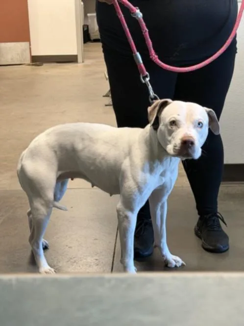 An adult medium-sized female American Staffordshire Terrier dog named Sugar for adoption in Chatsworth, CA