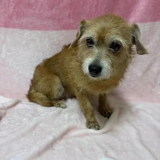 A senior small-sized female Brown / Chocolate Terrier dog named Ivy for adoption in Valdosta, GA