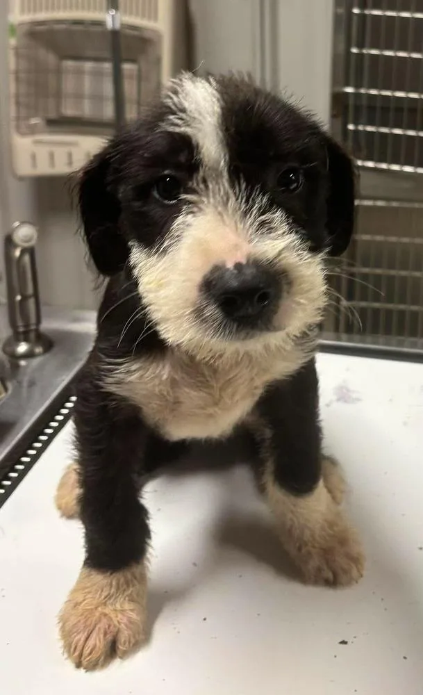 A baby large-sized male Mixed Breed dog named Flint for adoption in Dorr, MI
