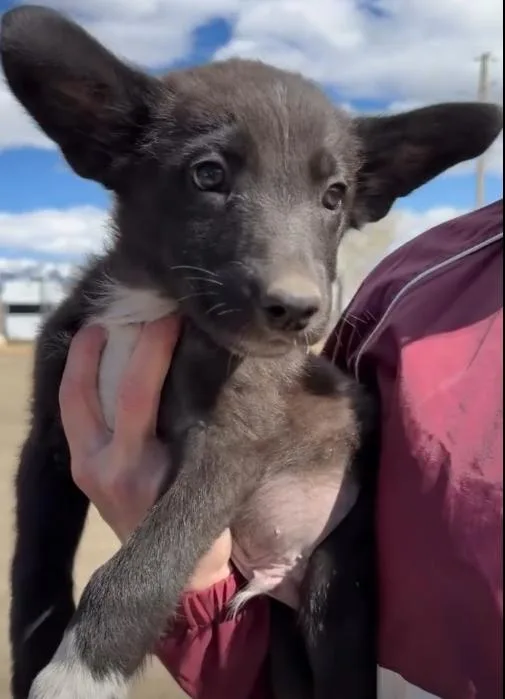 A baby small-sized male Mixed Breed dog named Ricky Skaggs for adoption in Wilsall, MT