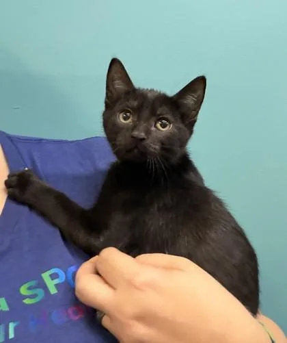 A baby small-sized male Domestic Short Hair cat named Him for adoption in New Orleans, LA