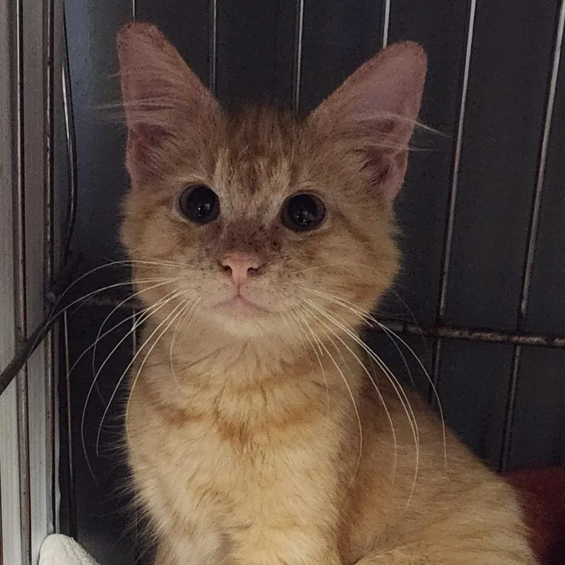 Marmalade K
