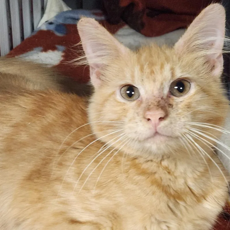 Marmalade K thumbnail 2