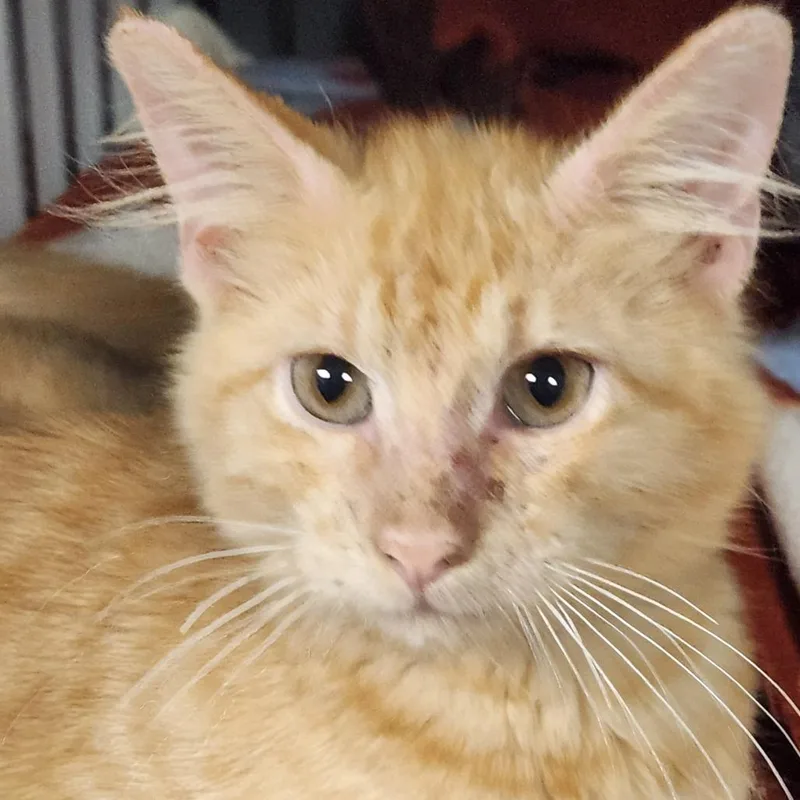 Marmalade K thumbnail 4
