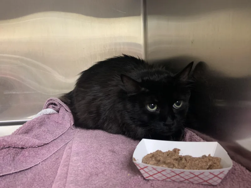 A young medium-sized male Black Domestic Long Hair cat named Phoenix for adoption in Worcester, MA