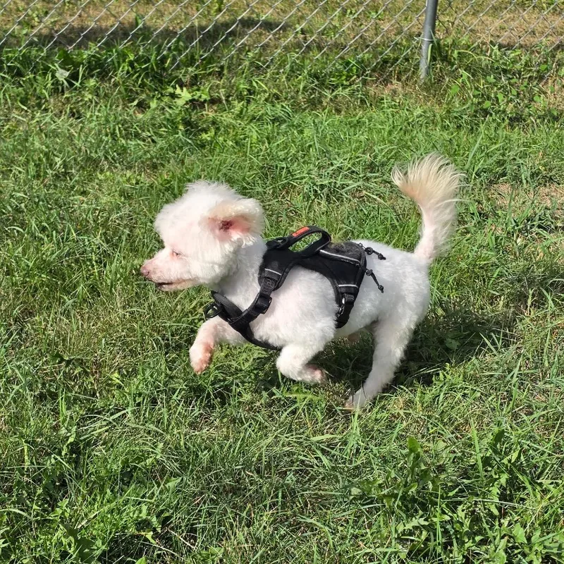 A senior small-sized male White / Cream Bichon Frise dog named Baby Dog for adoption in Saint Cloud, MN