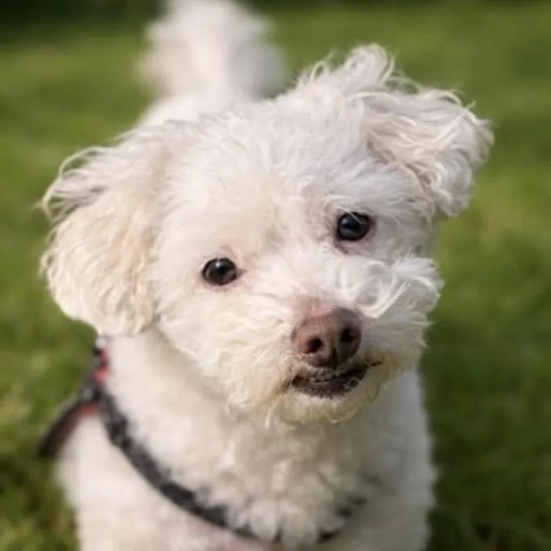 Baby Dog thumbnail 2