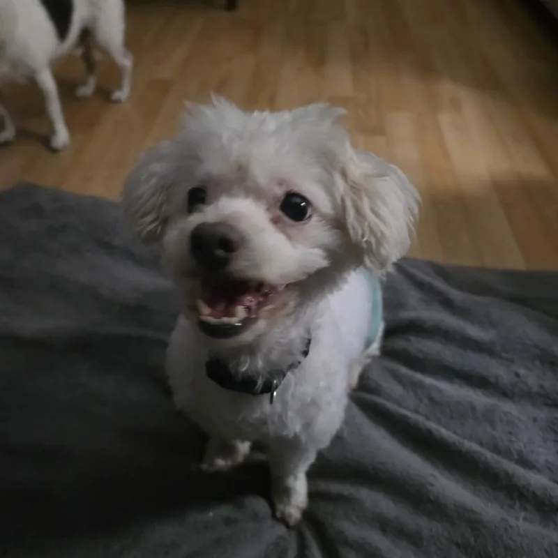 Baby Dog thumbnail 3