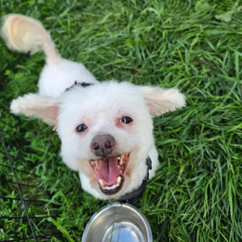 Baby Dog thumbnail 4