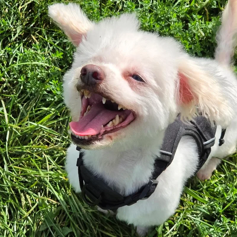 Baby Dog thumbnail 5