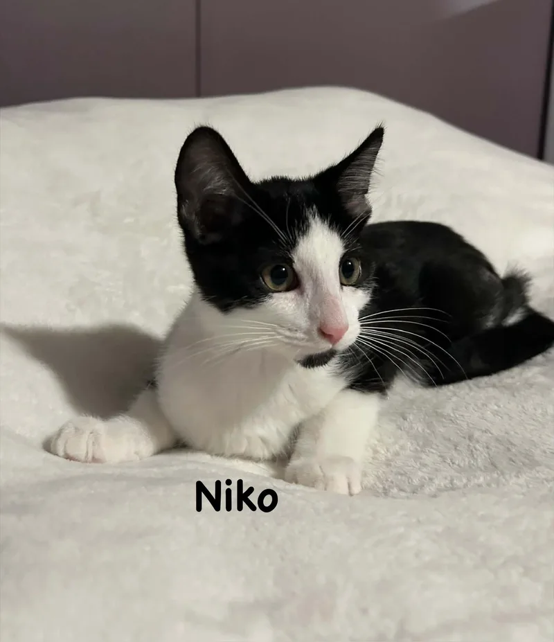 A baby medium-sized male Black & White / Tuxedo Domestic Short Hair cat named Niko for adoption in Wyandotte, MI