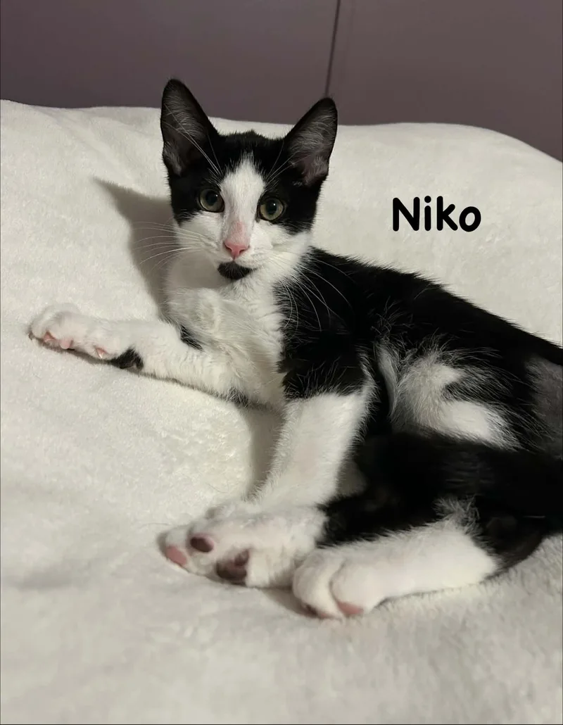 Niko thumbnail 2