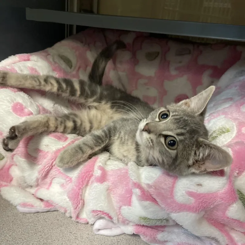 A baby small-sized female Gray / Blue / Silver Domestic Short Hair cat named Mila for adoption in Walden, NY