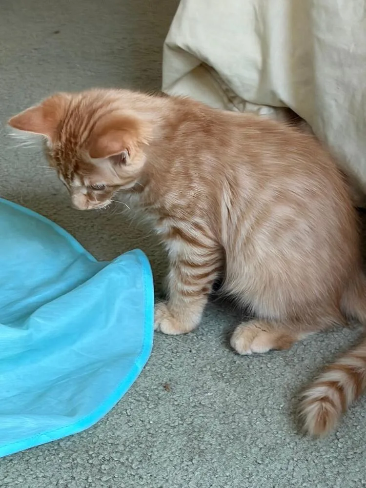 A baby medium-sized male Tabby (Orange / Red) Domestic Short Hair cat named Fizz for adoption in Oceanside, CA
