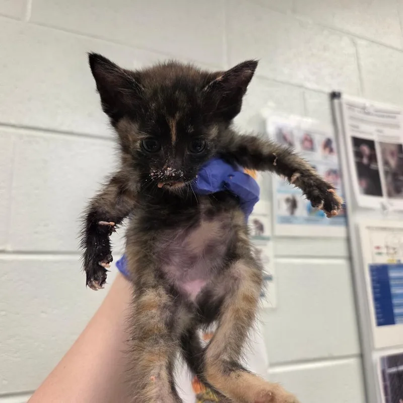 A baby small-sized female Tortoiseshell Domestic Short Hair cat named Farley for adoption in Chattanooga, TN