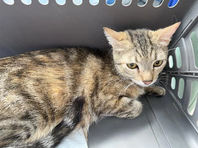 A young medium-sized female Domestic Short Hair cat named Tigress for adoption in Dallas, TX