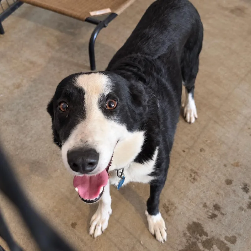 A senior small-sized female Border Collie dog named Rosie for adoption in Rogersville, MO