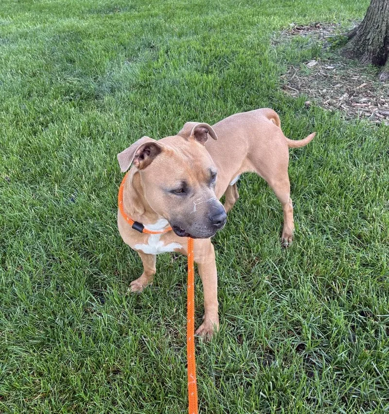 An adult large-sized male Boxer dog named Sterling for adoption in Fremont, NE