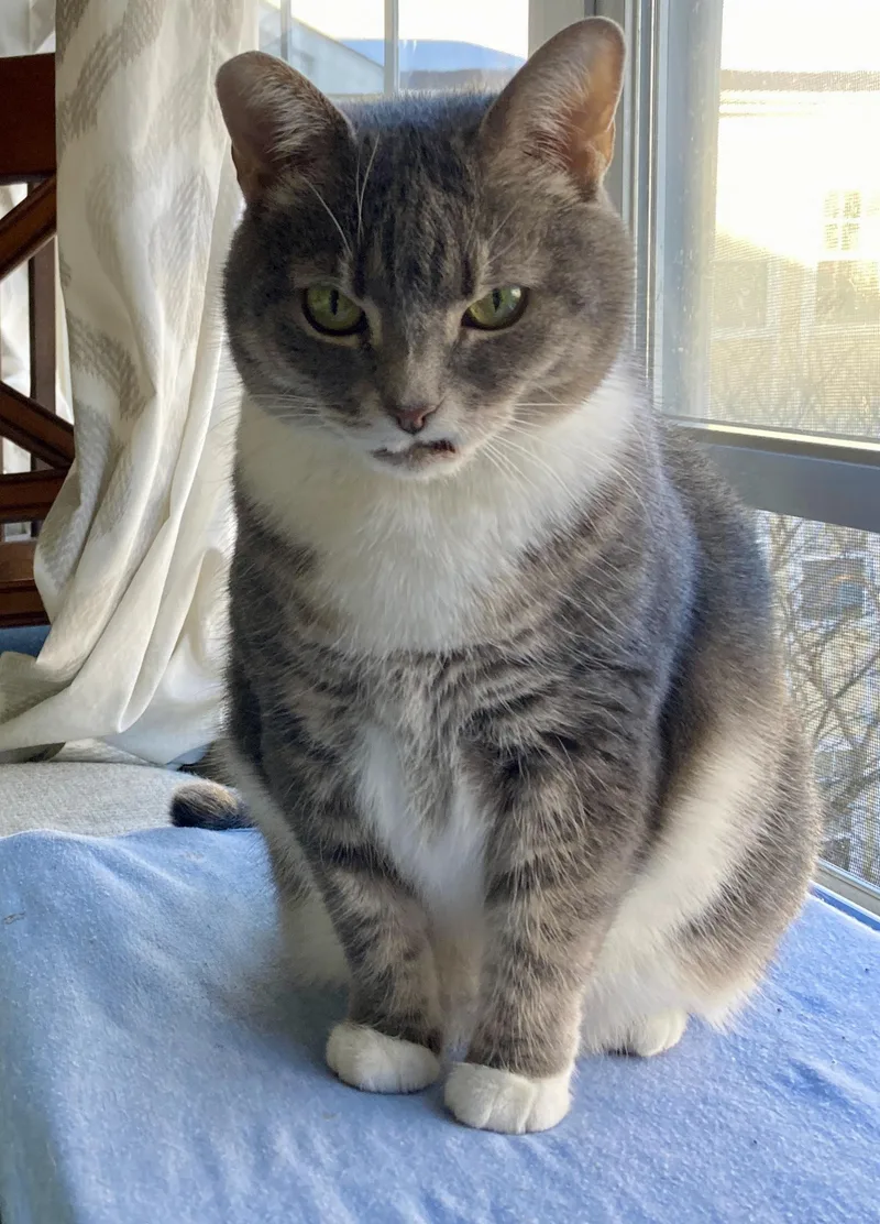 A senior medium-sized female Tabby (Gray / Blue / Silver) Domestic Short Hair cat named Blair for adoption in Alexandria, VA