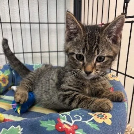 A baby small-sized male Brown / Chocolate Domestic Short Hair cat named Meringue for adoption in Hawthorne, CA