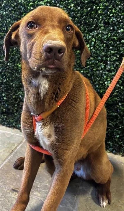 A young medium-sized female Brown / Chocolate Mixed Breed dog named 61061335 for adoption in El Paso, TX