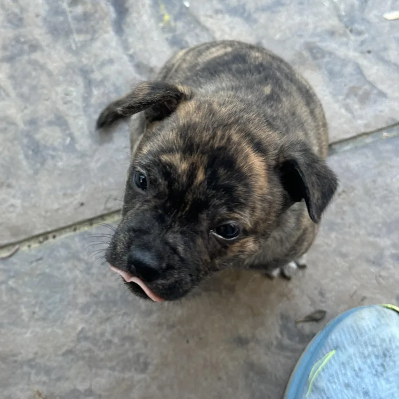 A baby small-sized male Brindle Mixed Breed dog named Pouncer for adoption in Tunica, MS